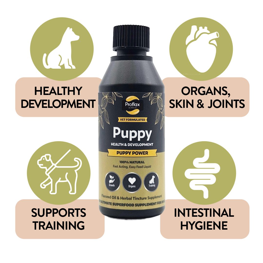 Introducing Proflax Products to Our Lineup! We are thrilled to offer a comprehensive range of products catering to puppies and senior dogs alike. Proflax Puppy Power provides a natural foundation for healthy growth, combining cold-pressed flaxseed oil with a targeted herbal tincture blend to support digestion, immunity, and calm training focus from 12 weeks of age. This easy-to-administer liquid supplement is compatible with raw, wet, or dry food and promotes healthy development of bones, joints, and organs, while maintaining calm focus and concentration during training. Rich in Omega 3 and 6, it supports skin, coat, and brain health, as well as healthy digestive, immune, and nervous systems. Manufactured in the UK, Proflax Puppy Power is a 100% natural, veterinary-developed solution.

 #Proflax #proflax #puppytraining #healthydog #naturalhealthfordogs